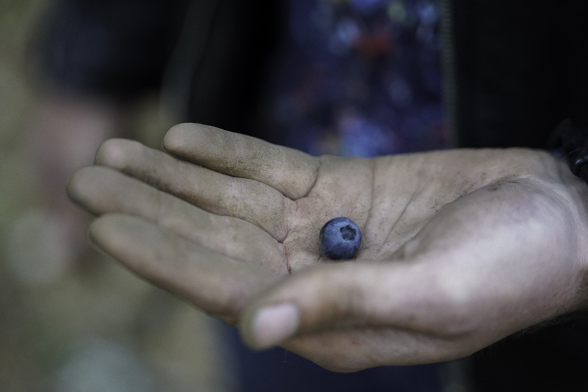 A dirty hand holding a single ripe blueberry with a blurred background.