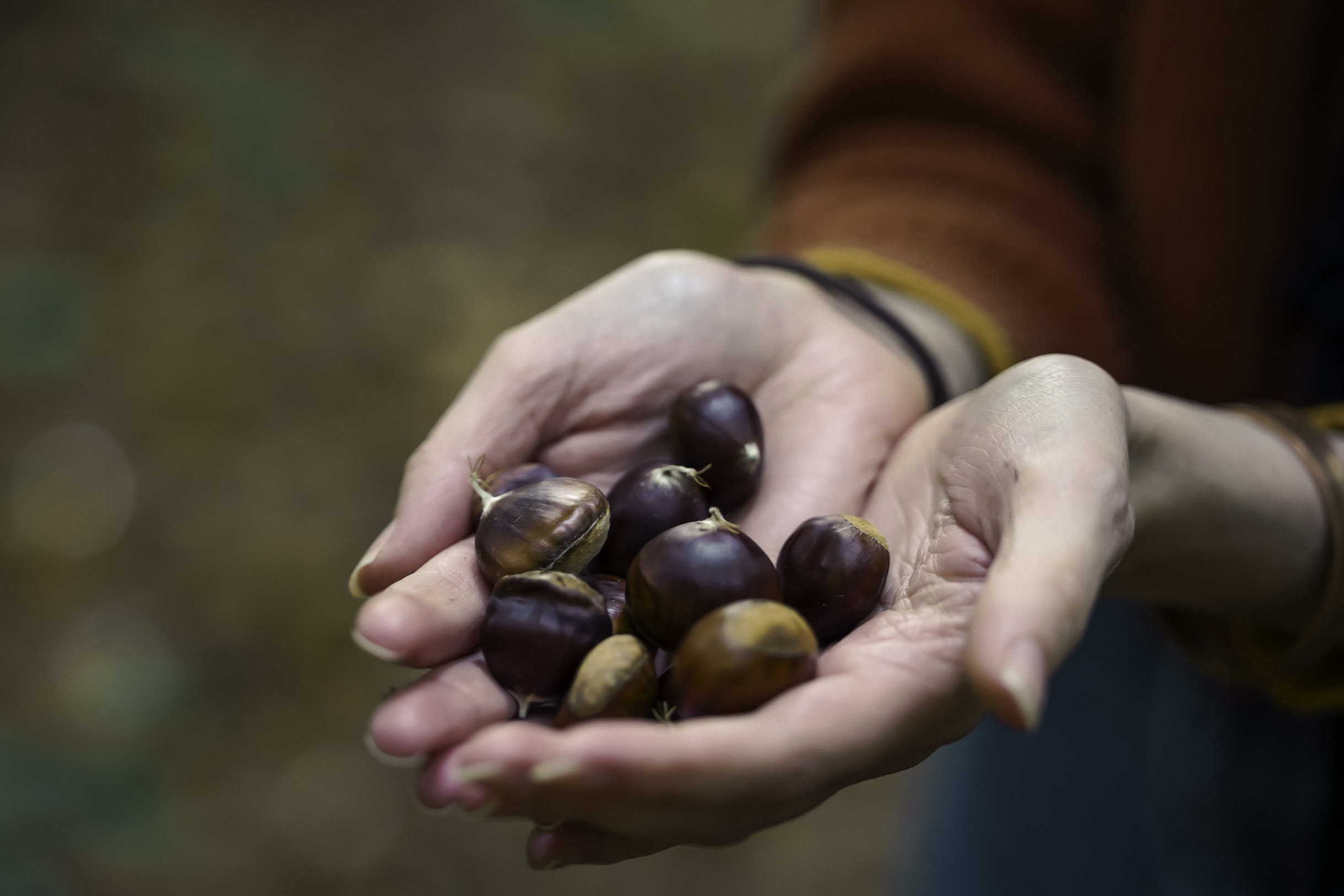 Person holding several glossy brown chestnuts in both hands.