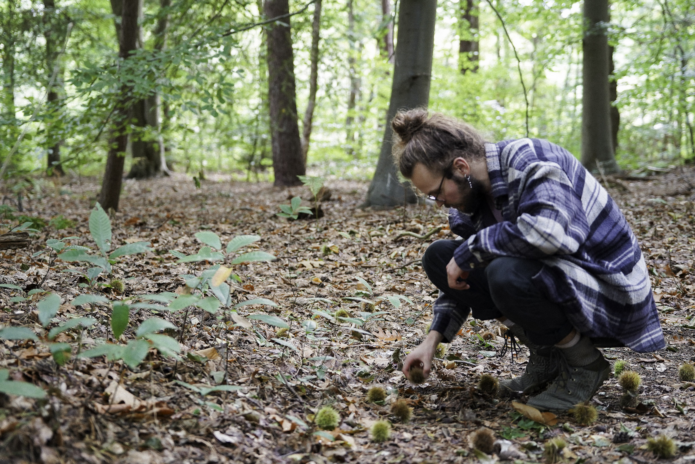 Man with glasses and a bun crouching in a leafy forest picking up spiky seed pods from the ground.