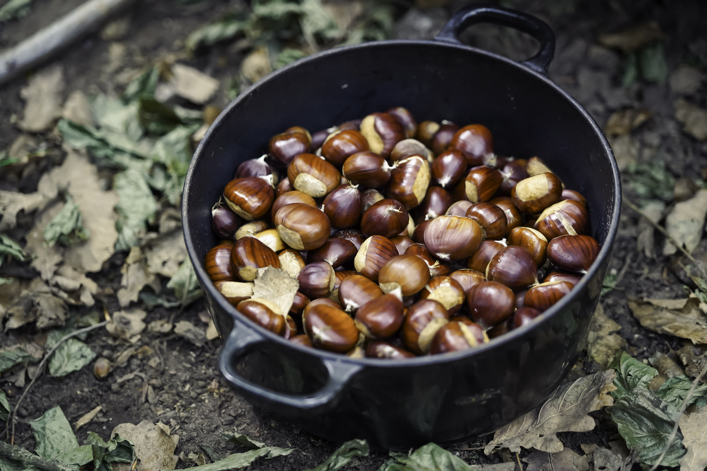 Black pot filled with shiny brown chestnuts placed on ground with dry leaves.