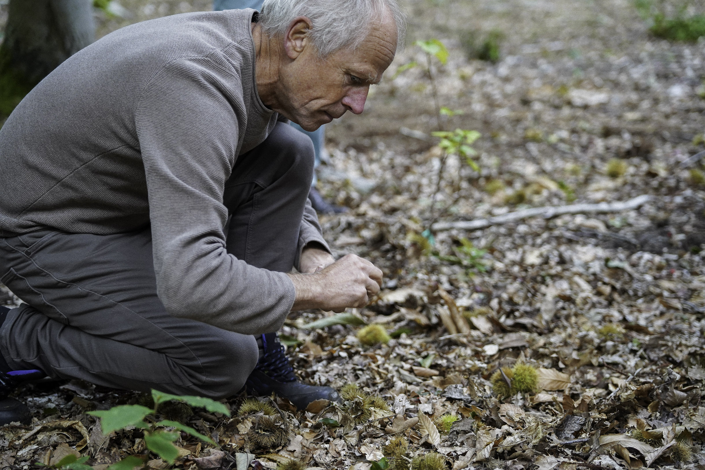 Older man crouching in the forest ground examining chestnuts among fallen leaves.
