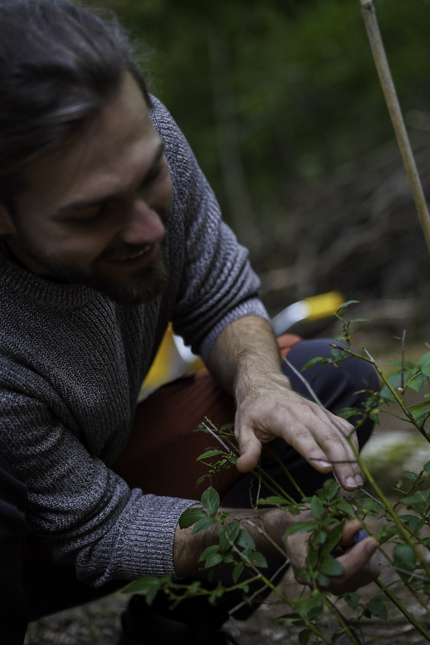 Man in a gray sweater and red pants trimming green plants outdoors with pruning shears.
