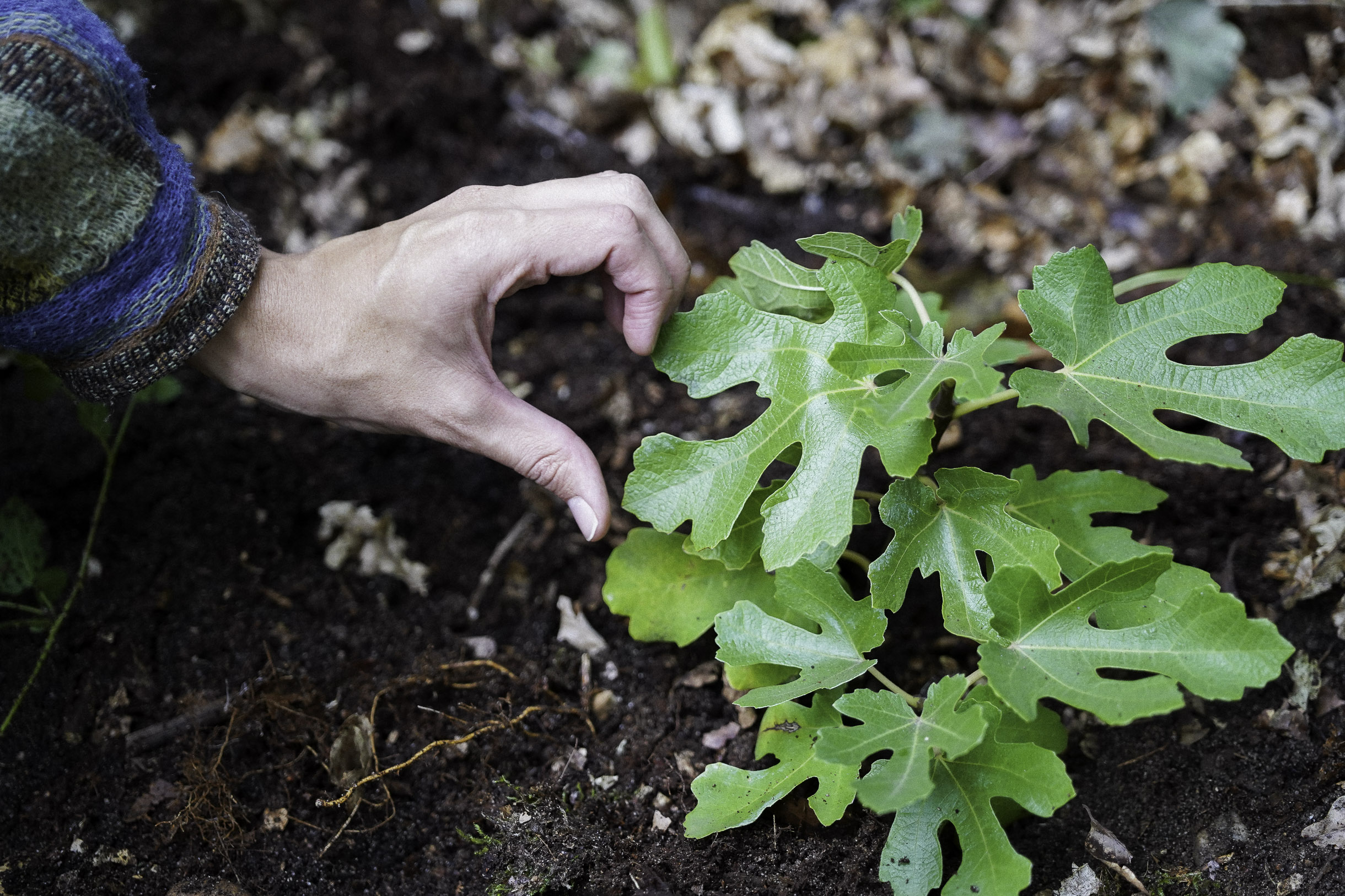 Hand making a heart shape gesture over a young green plant with lobed leaves growing in dark soil.