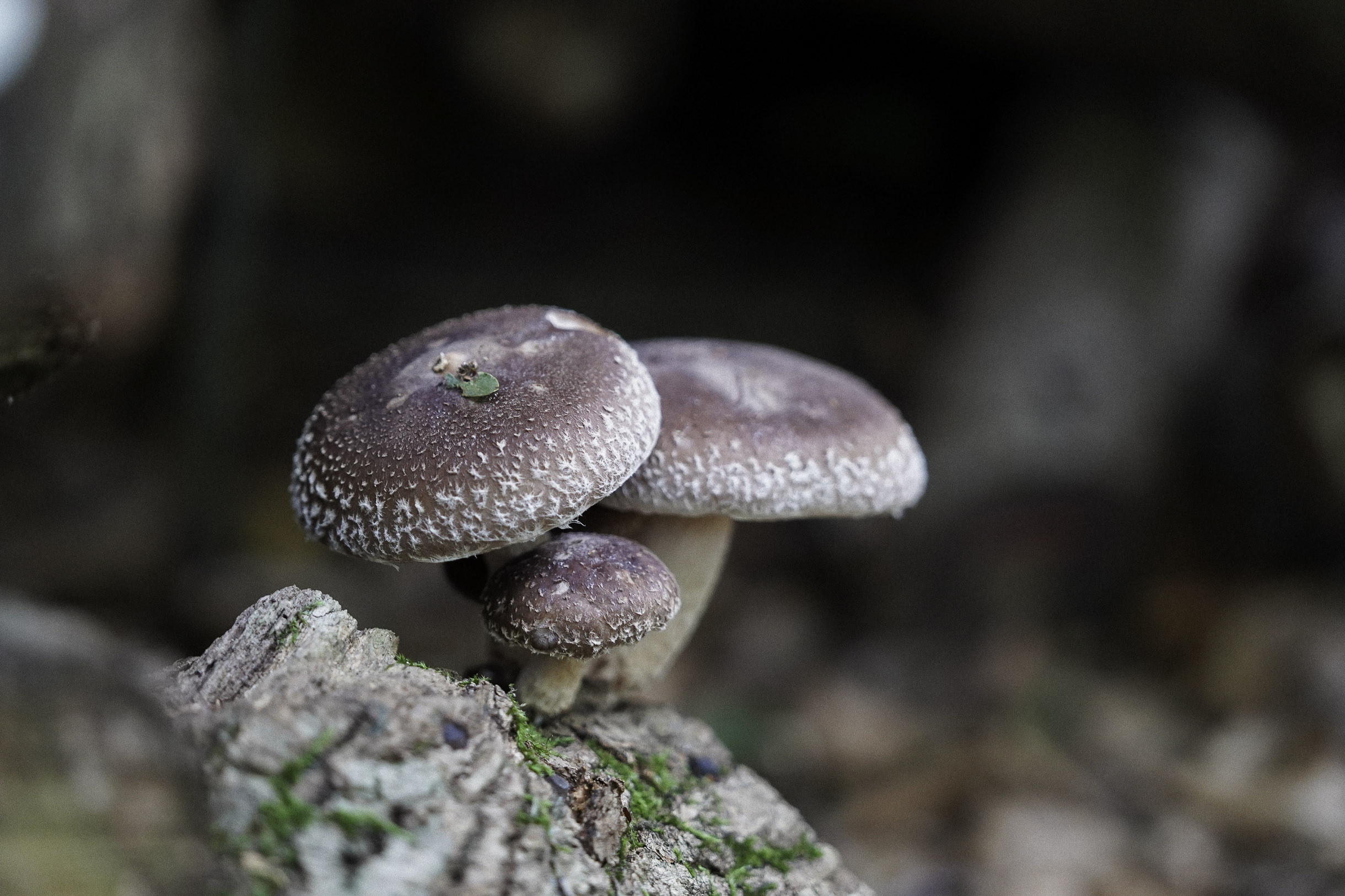 shitake paddestoelen
