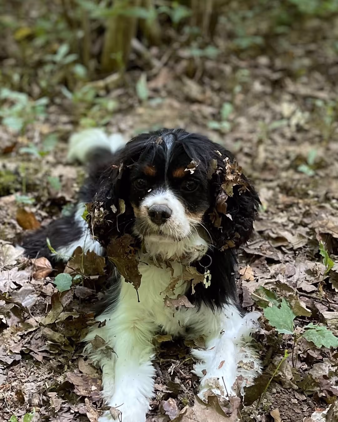 truffe_4_pattes_educateur_canin