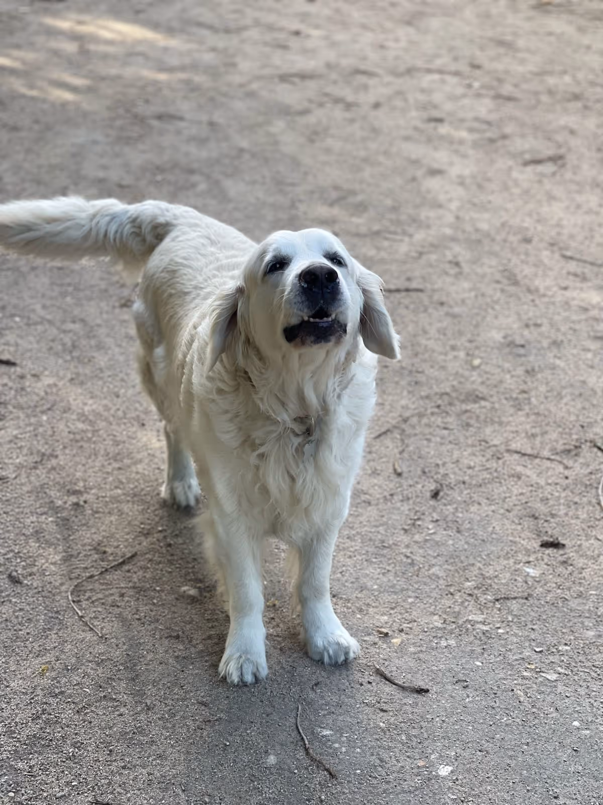 service_educatrice_canin