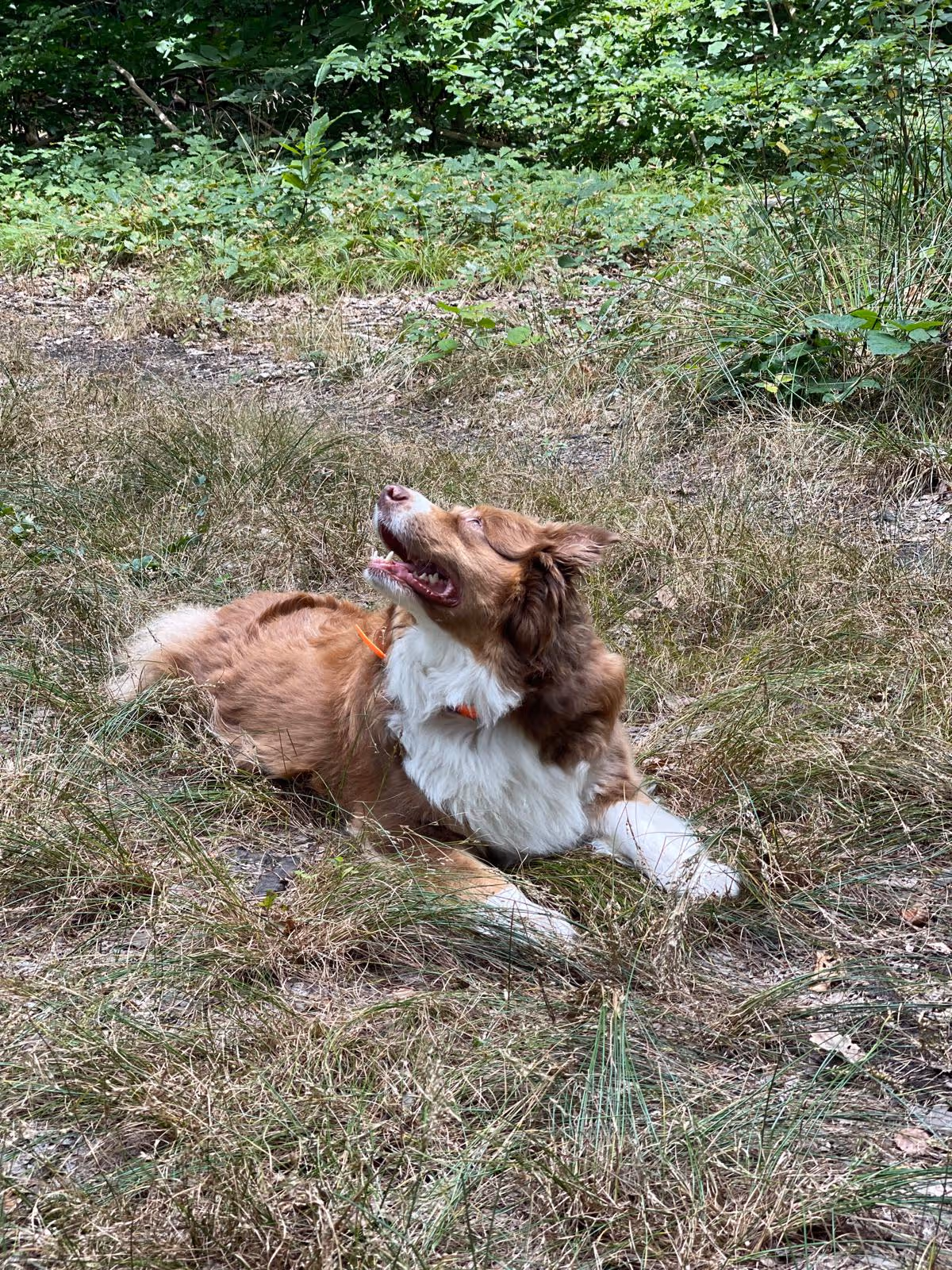 truffes_4_pattes_promenade