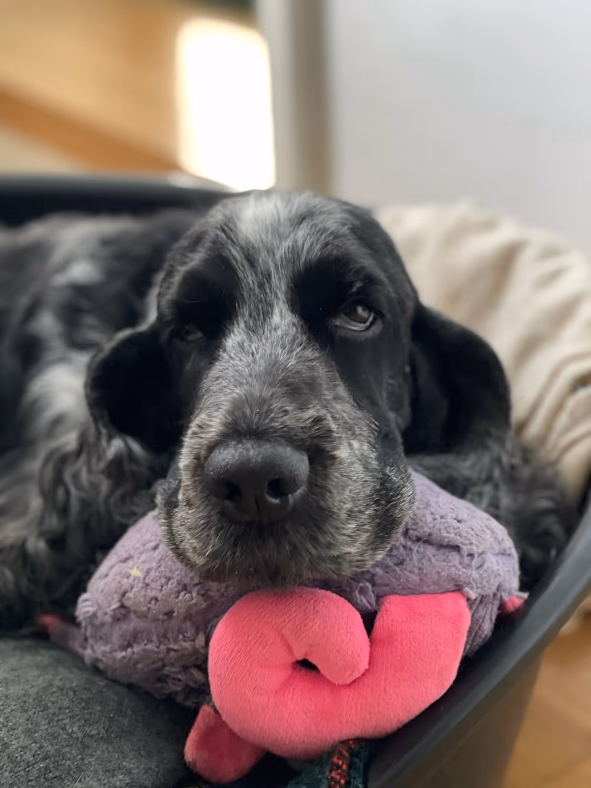 Bilan_Comportemental