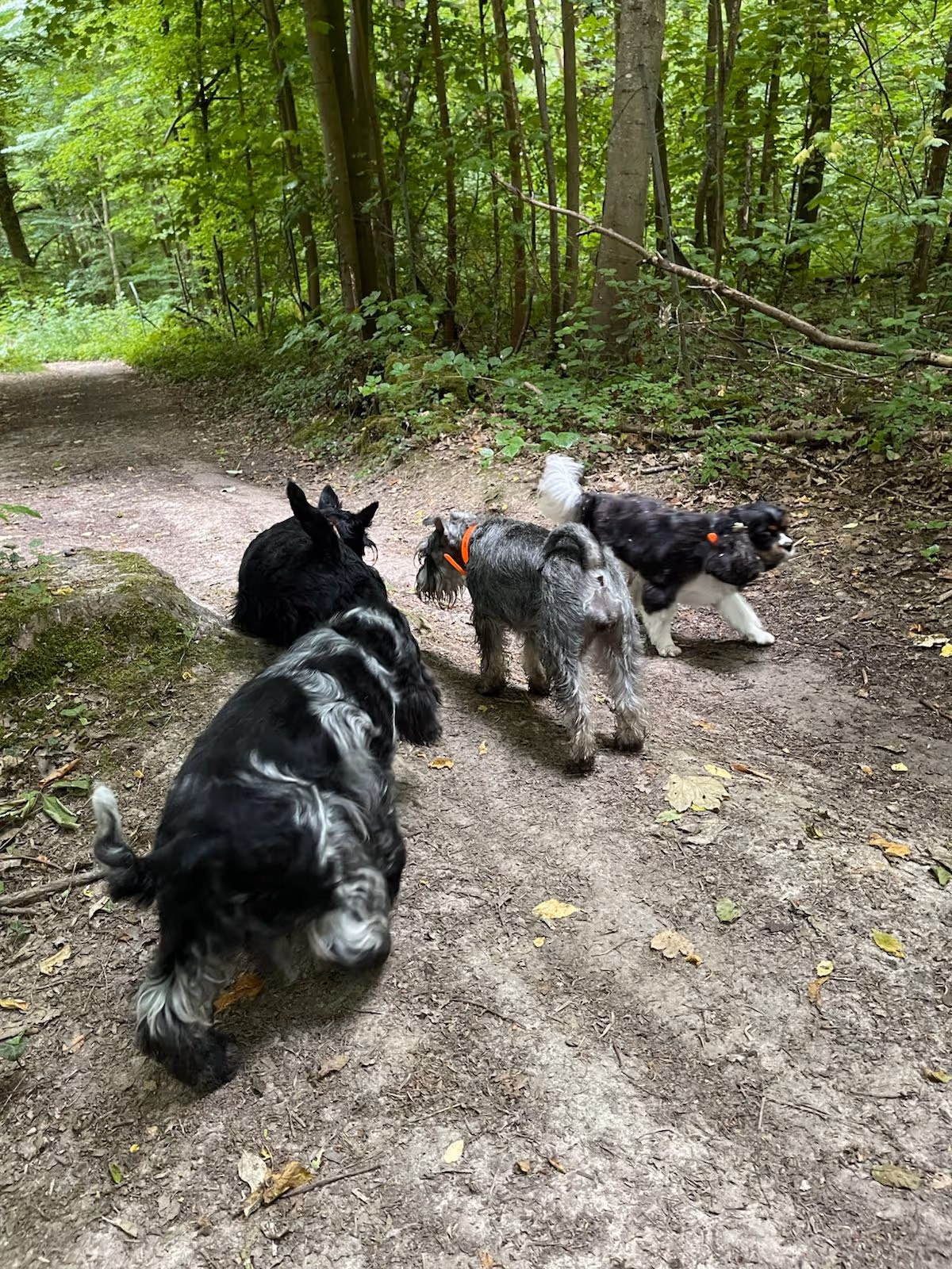 promenade_groupe_canin