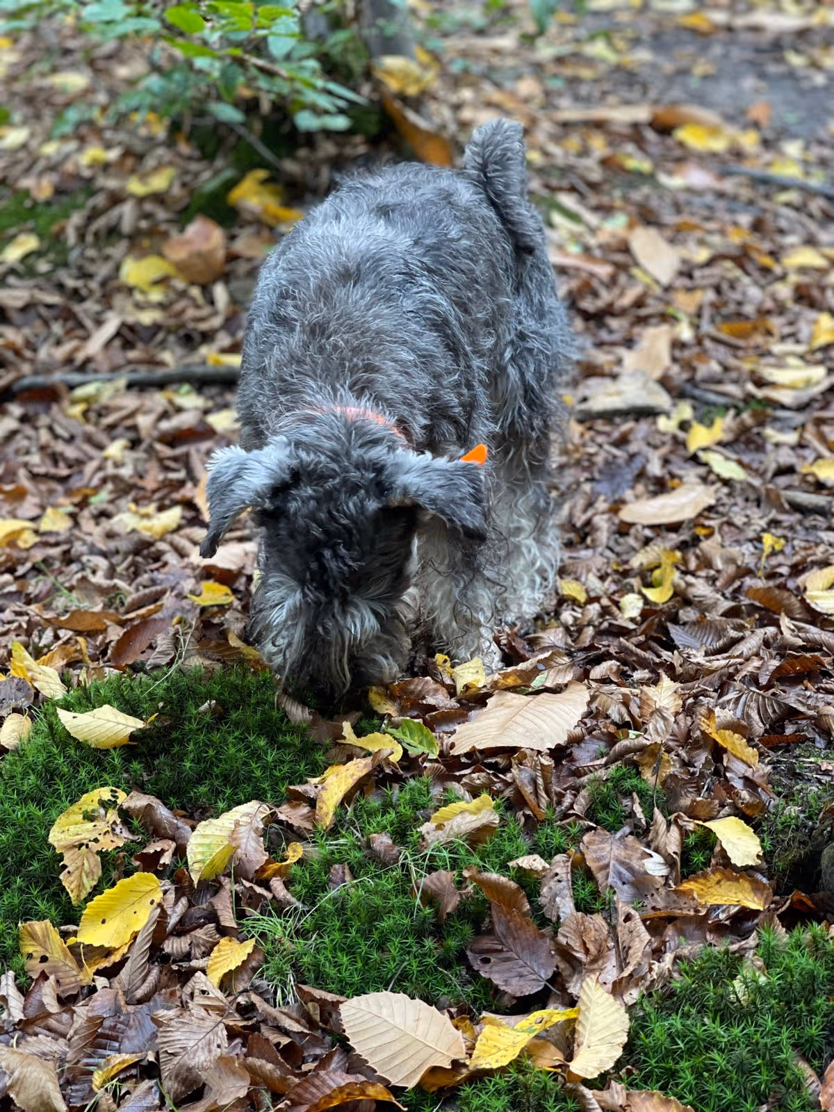 promenade_individuelle