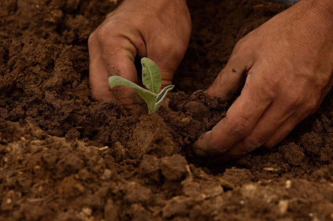 image of field with diverse crops