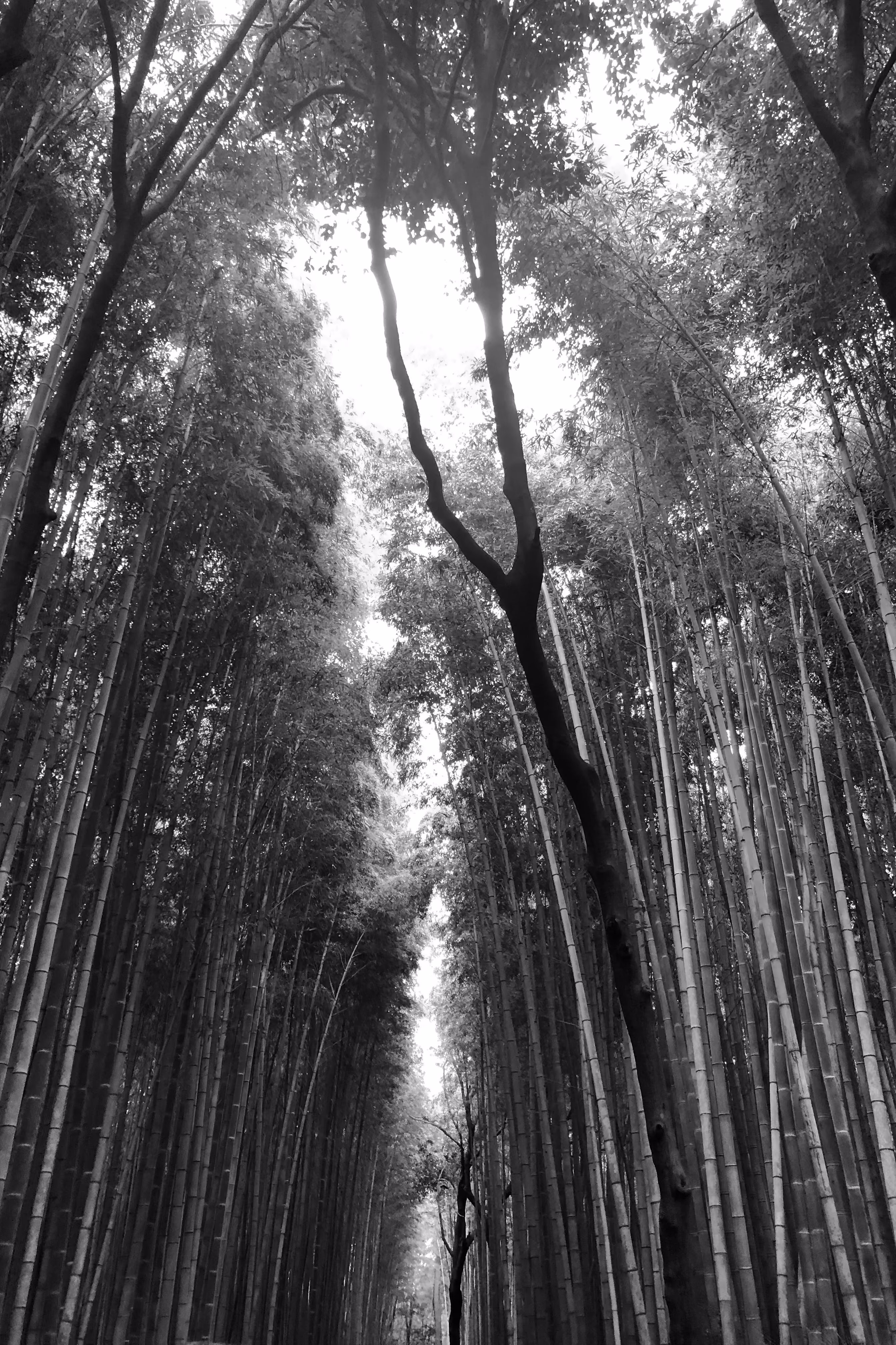 Bamboo forest in Koyoto Japan