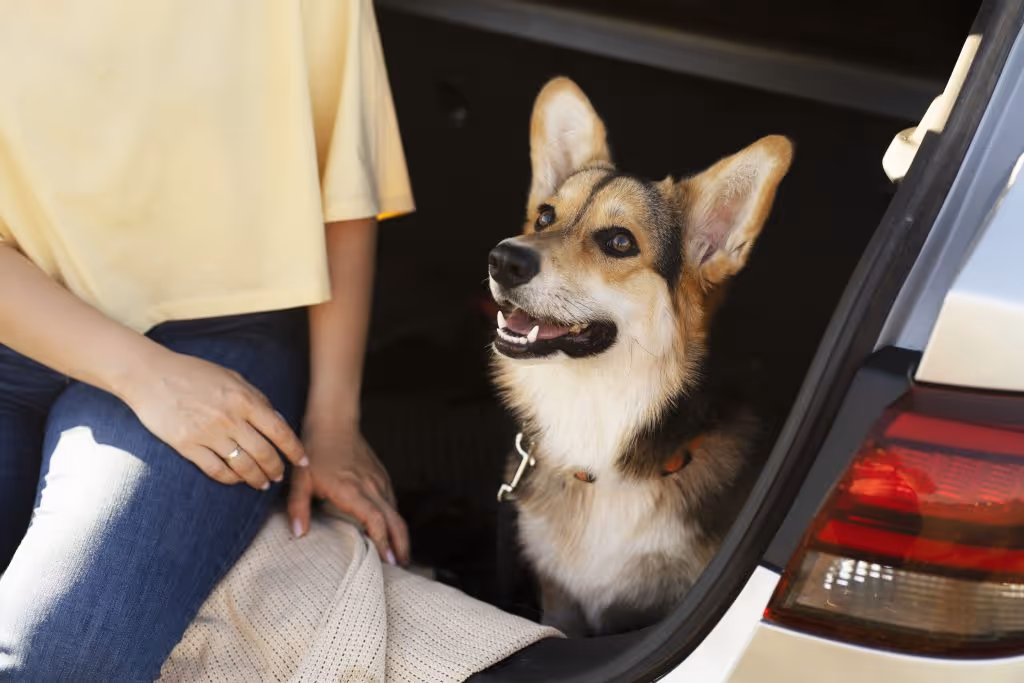 Como tirar cheiro de animal do carro do carpete e porta-malas