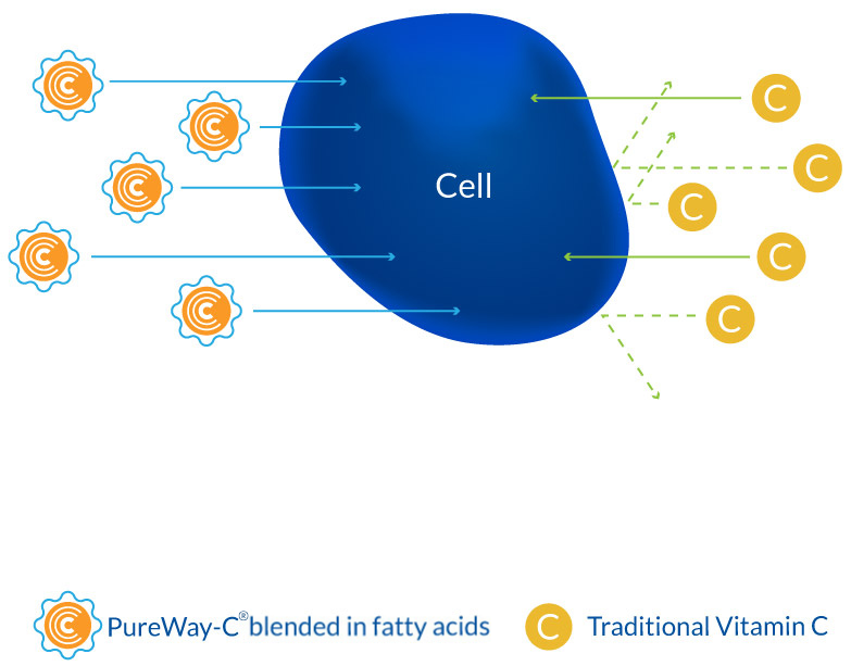 Vitamin C that Works with the Body’s Chemistry