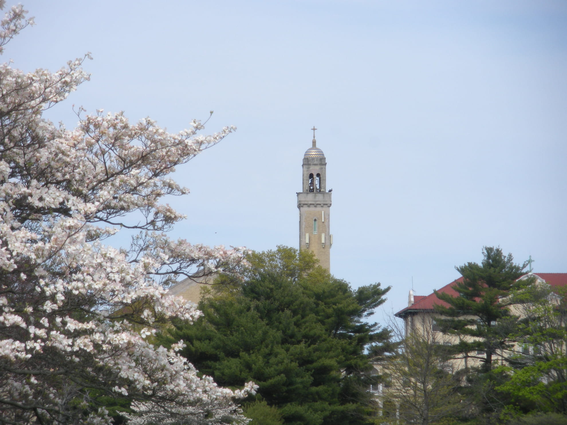 Tall church bell tower rising behind trees and blossoming white flowers under a clear sky.