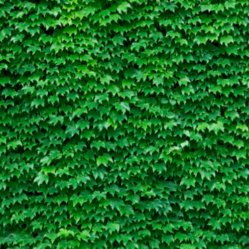 Greenery Hedge Wall