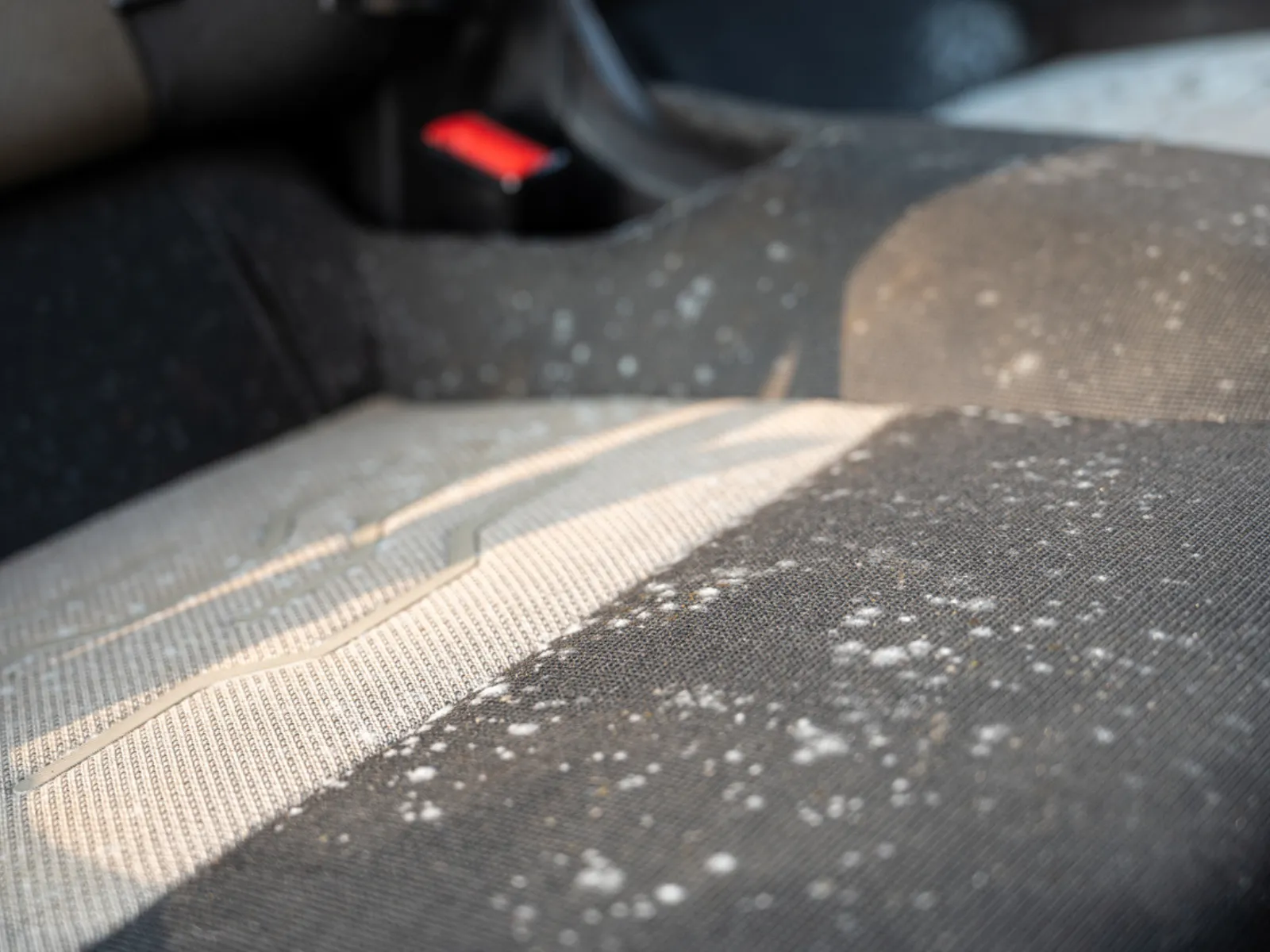 Light mold treatment for car interiors in Honolulu by WASHD mobile detailing