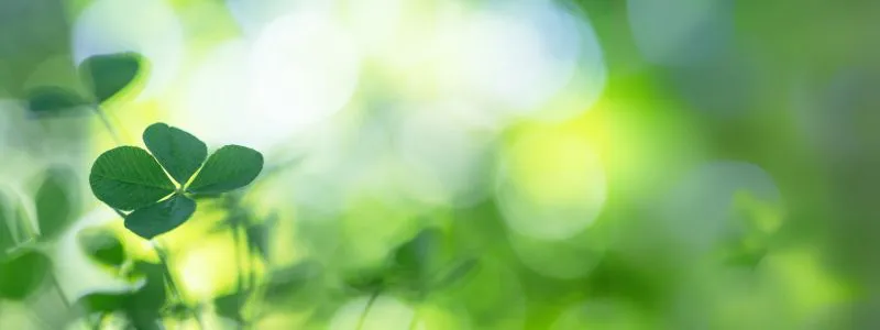 Blurred nature scene with detailed four-leaf clover in forefront illustrating how to activitate customer advocates.