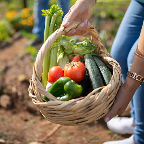 A basket of fresh food from the farm.