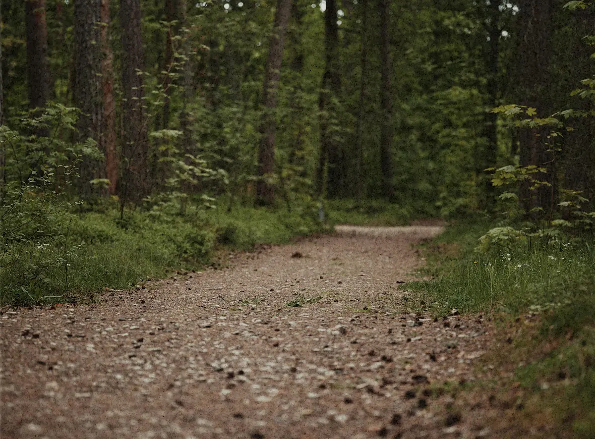 En grusad stig som slingrar sig genom tät grön skog.