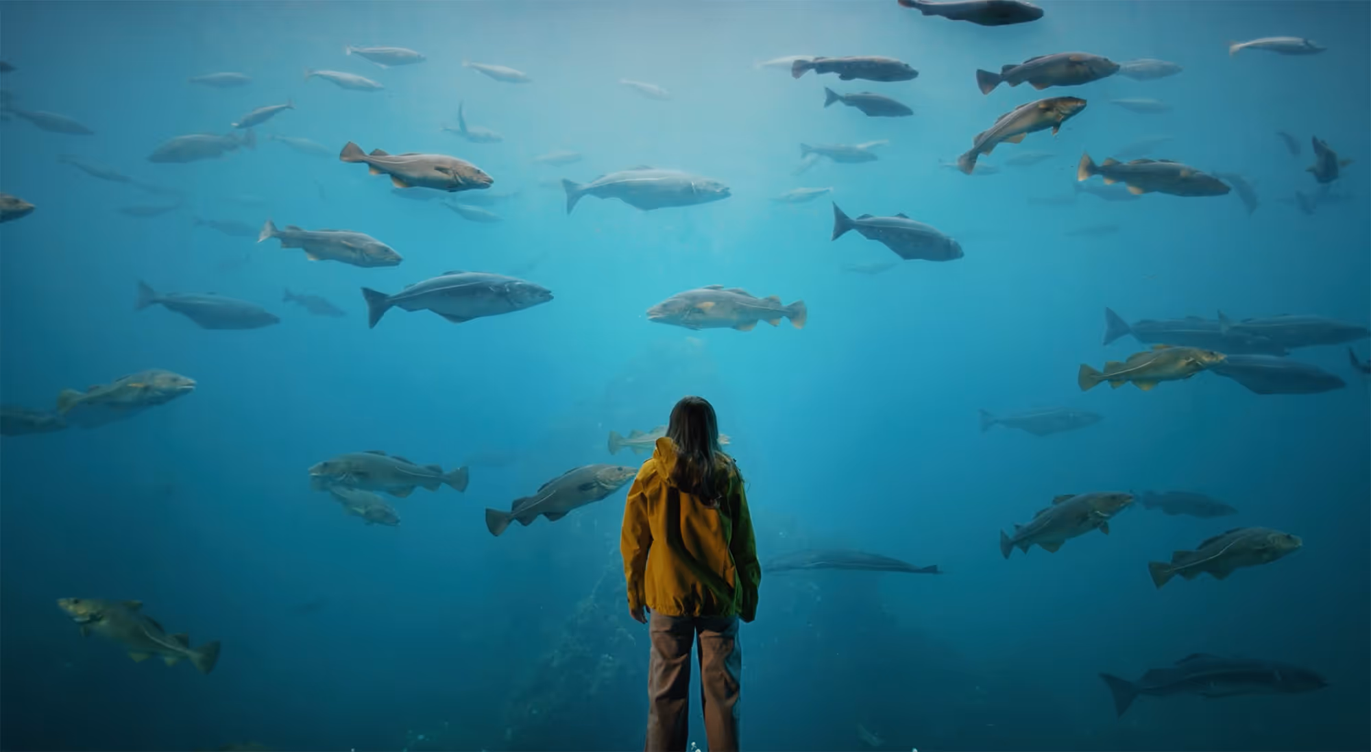 Child in a yellow jacket viewing large fish swimming underwater in an the Aalesund aquarium.