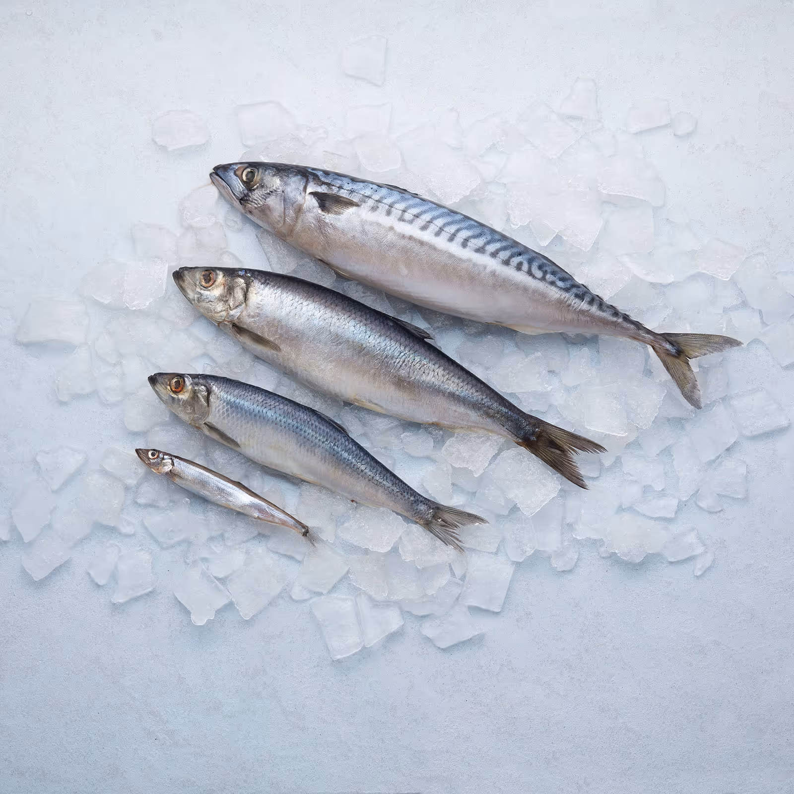Four different sized fish arranged on crushed ice on a light surface.