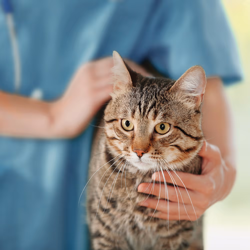 Regulatory Affairs - Animal health and nutritional products