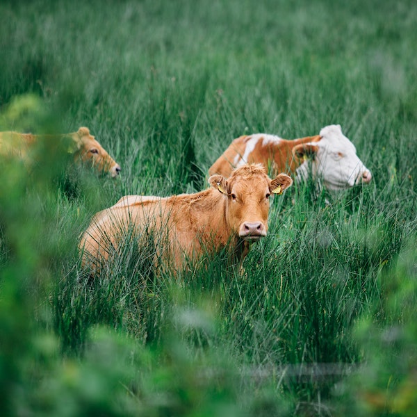 Animal health specialists