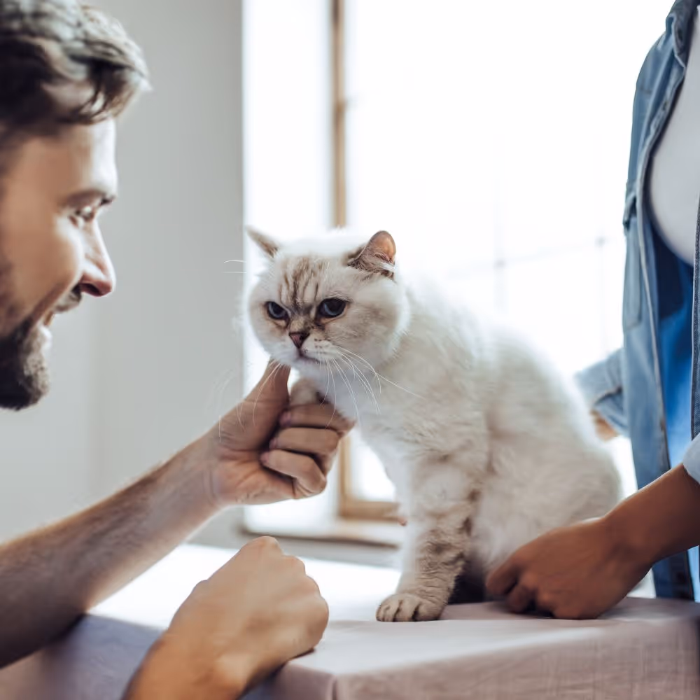 Veterinary Clinical Studies and Clinical Trials for the animal health and nutrition industry