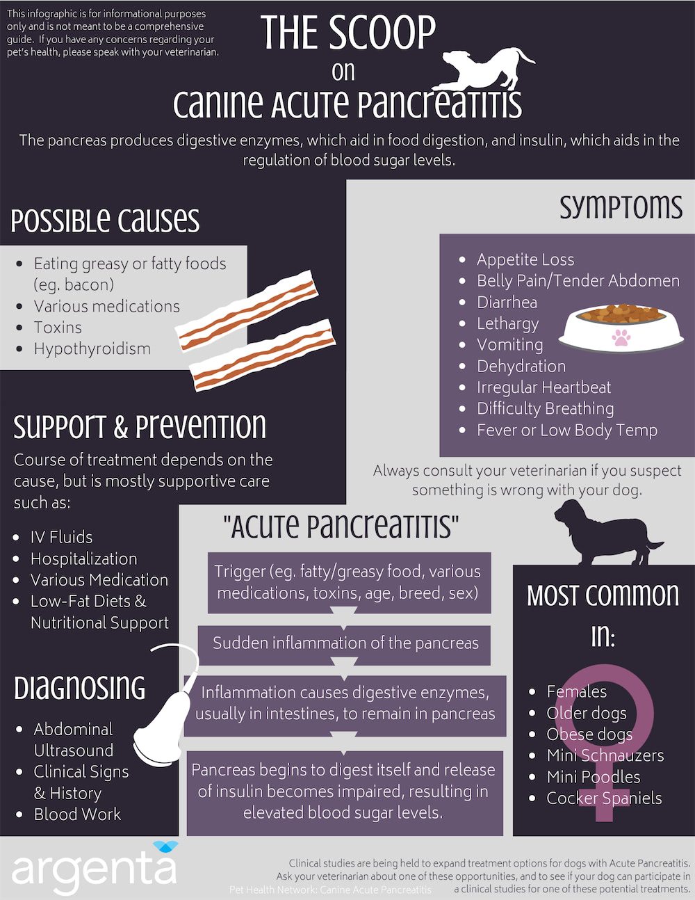 The Scoop on Canine Acute Pancreatitis