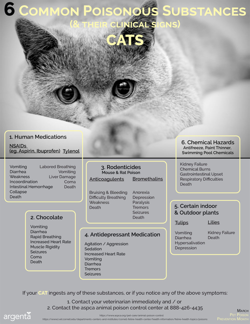 6 Common Poisonous Substances: Cats