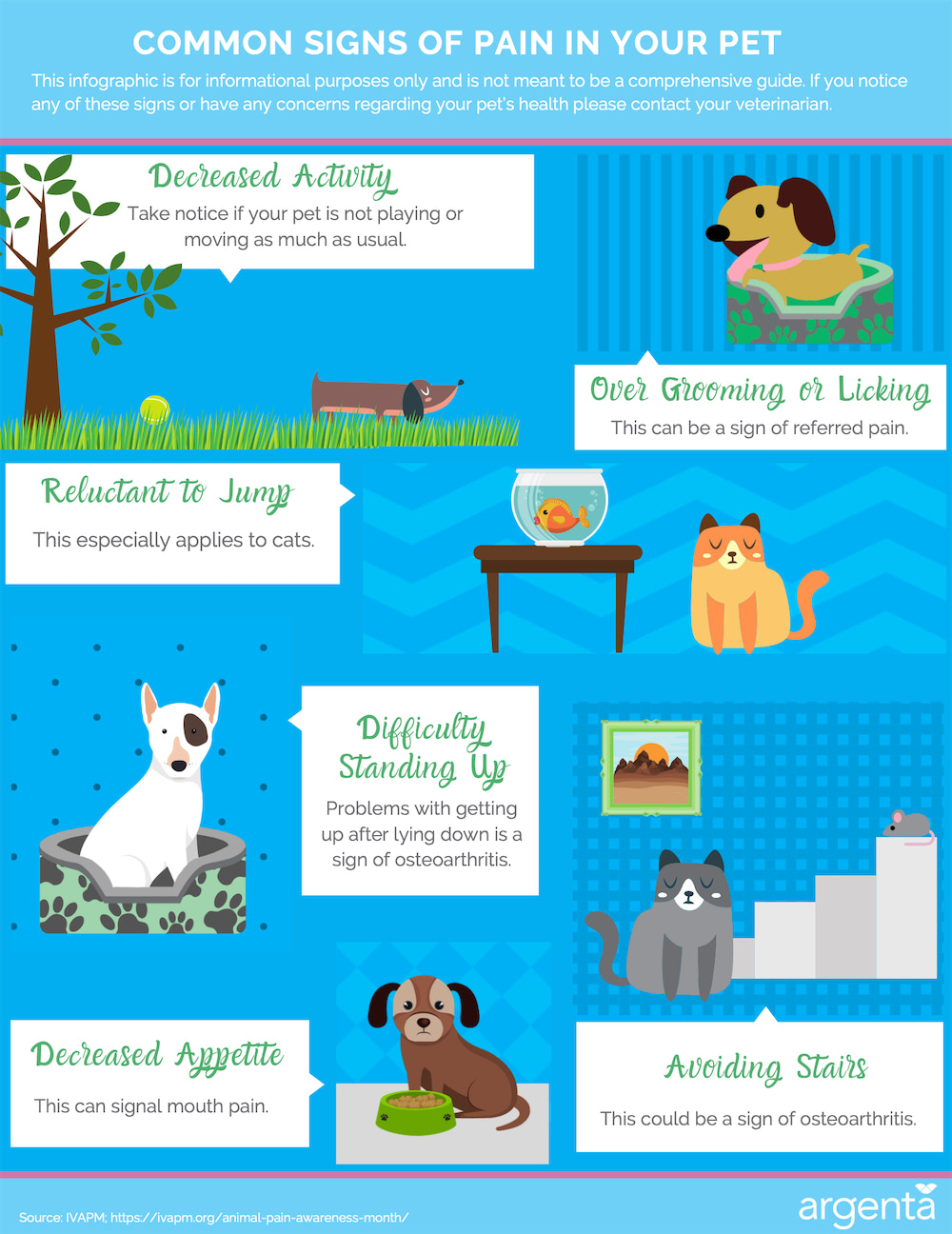 Common Signs of Pain in Your Pet