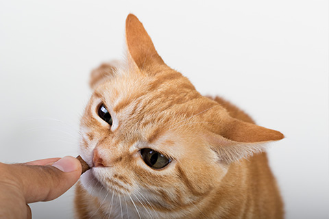 Alternative proteins in animal feeds: How regulatory affairs can assist in a better ROI for your product
