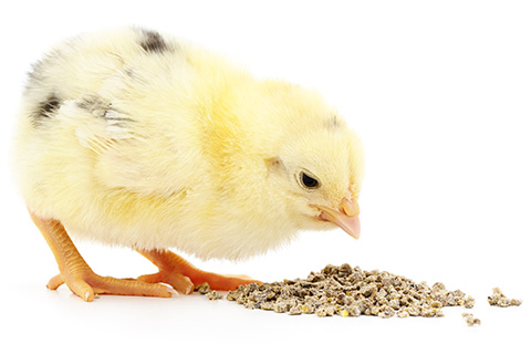 Zootechnical feed additives: Toppling regulatory hurdles