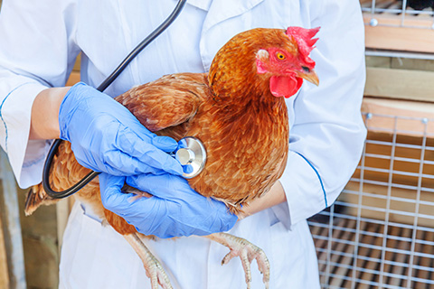 The road to regulatory approval of animal nutrition and health products: Why planning and relationships matter