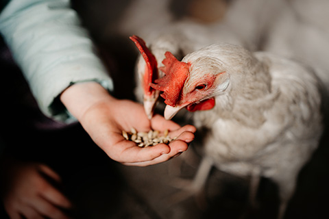 Overcoming regulatory hurdles for plant-based feed additives