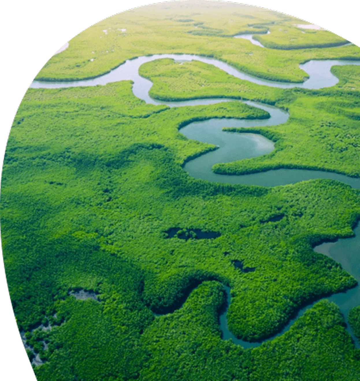 Imagen de un manglar