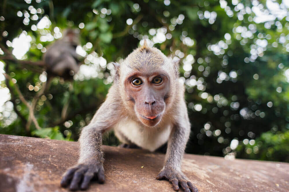 I’ll Have What She’s Having: The Power of Mirror Neurons in Marketing.