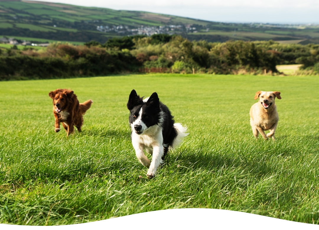 Dorwest Shopify case study thumbnail