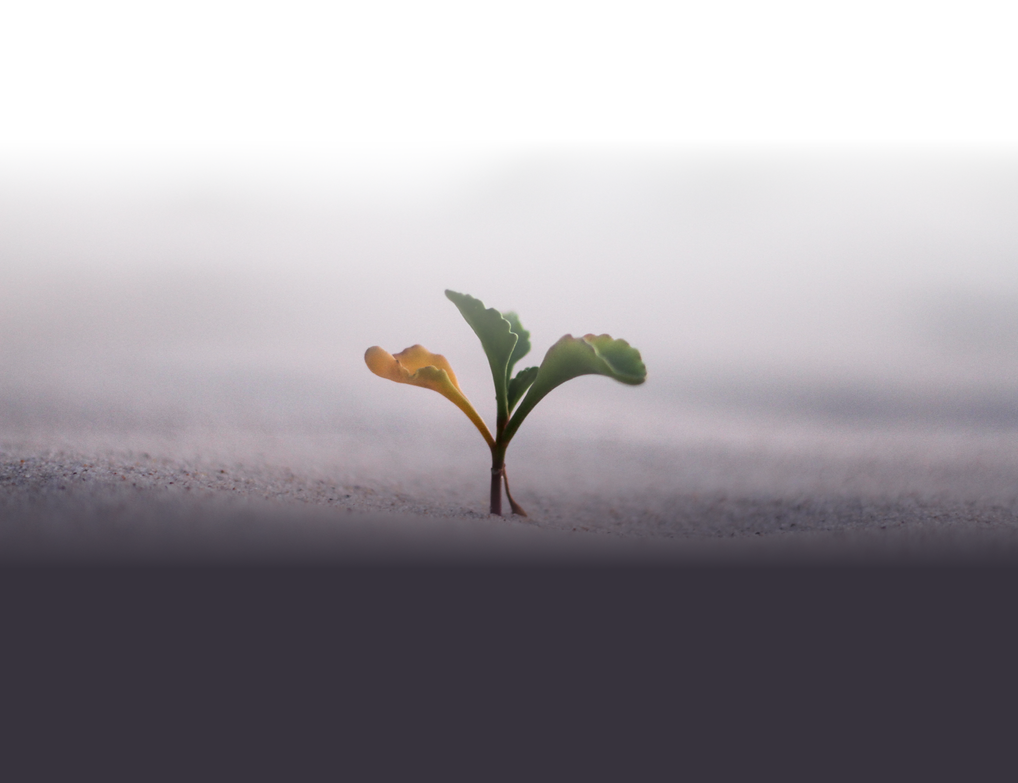 seedling growing in desert