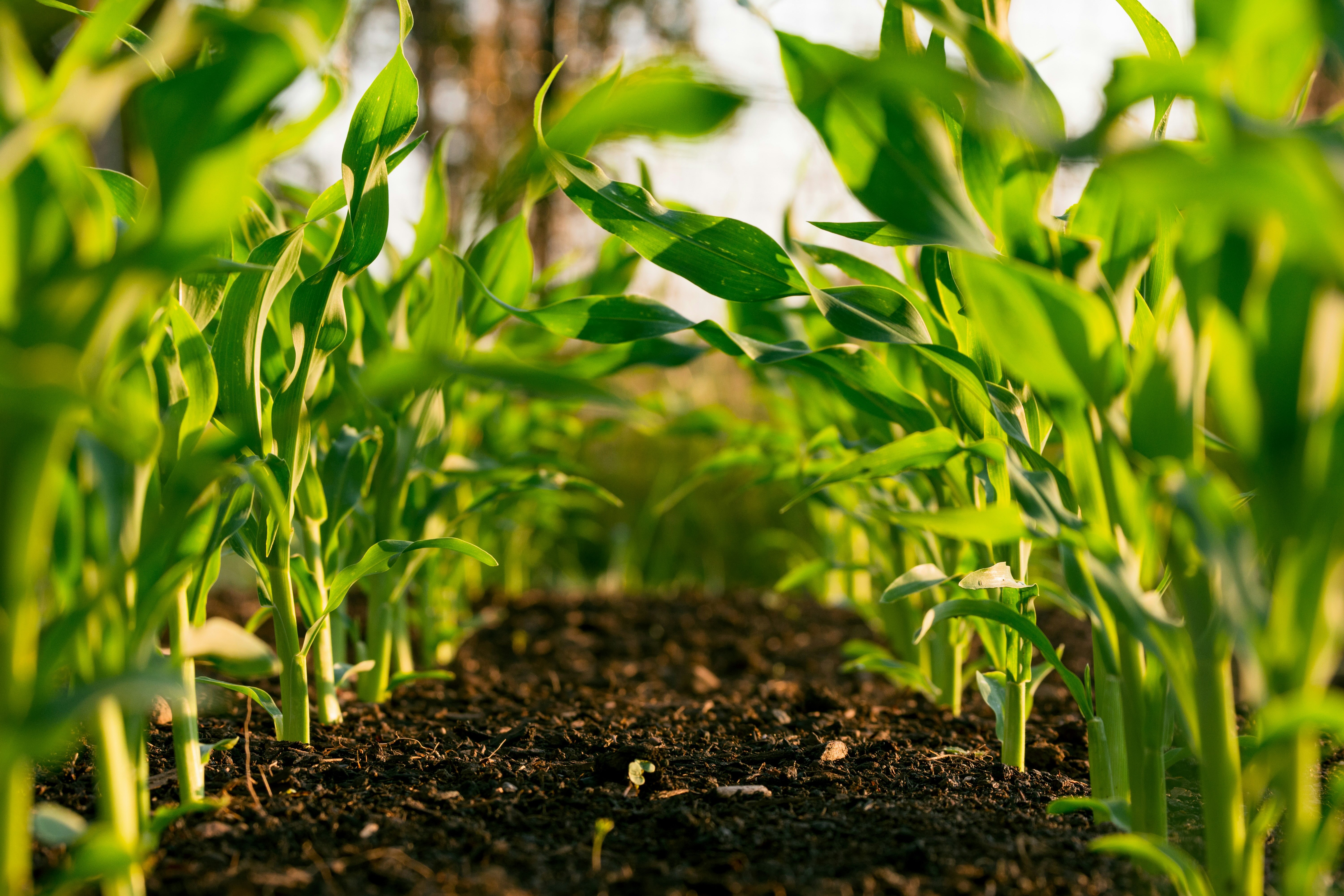 Corn field with healthy soil