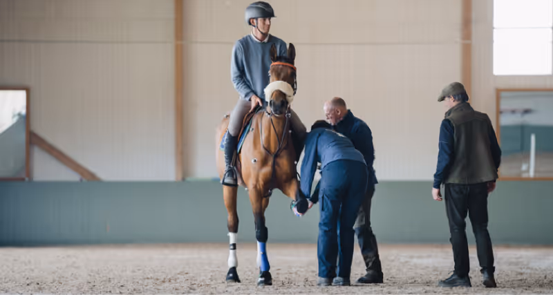 agria photo lifting horse foot with rider up screenshot from website ok to use