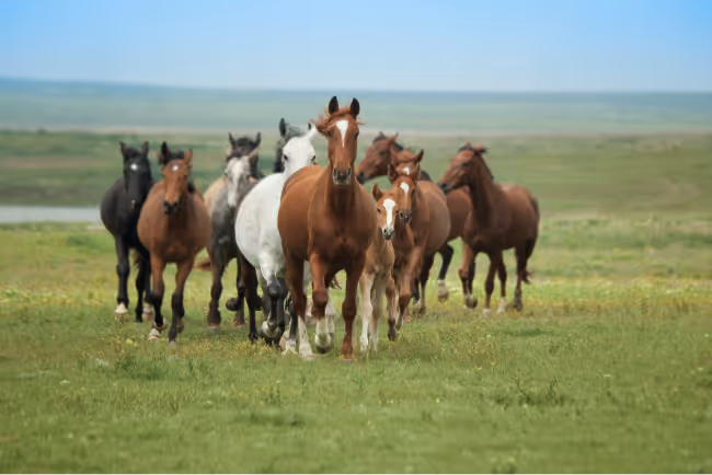 herd of horses
