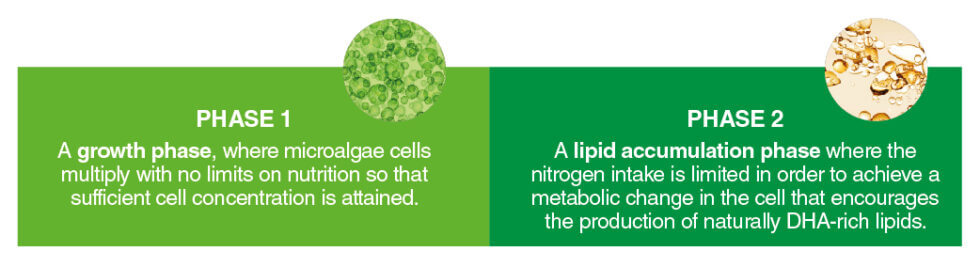 Producing algal omega 3s
