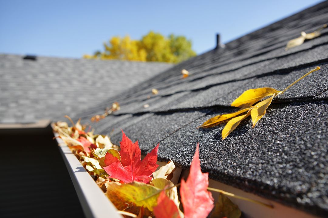 Close-up of autumn leaves in a gutter and on a dark asphalt shingle roof under a clear blue sky.