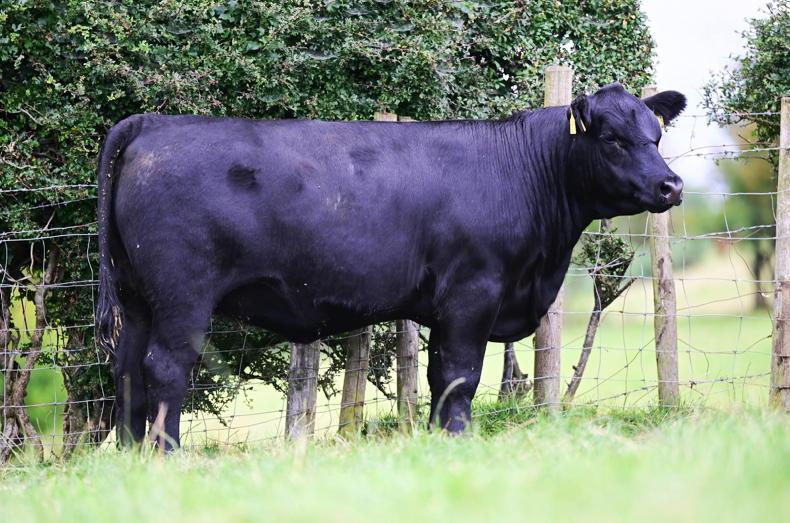 Smart Irrigation Ilustration