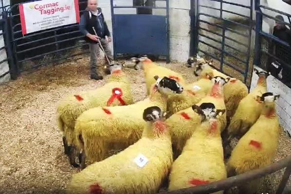 Smart Irrigation Ilustration