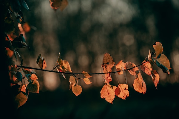 a branch with leaves on it with a blurry background
