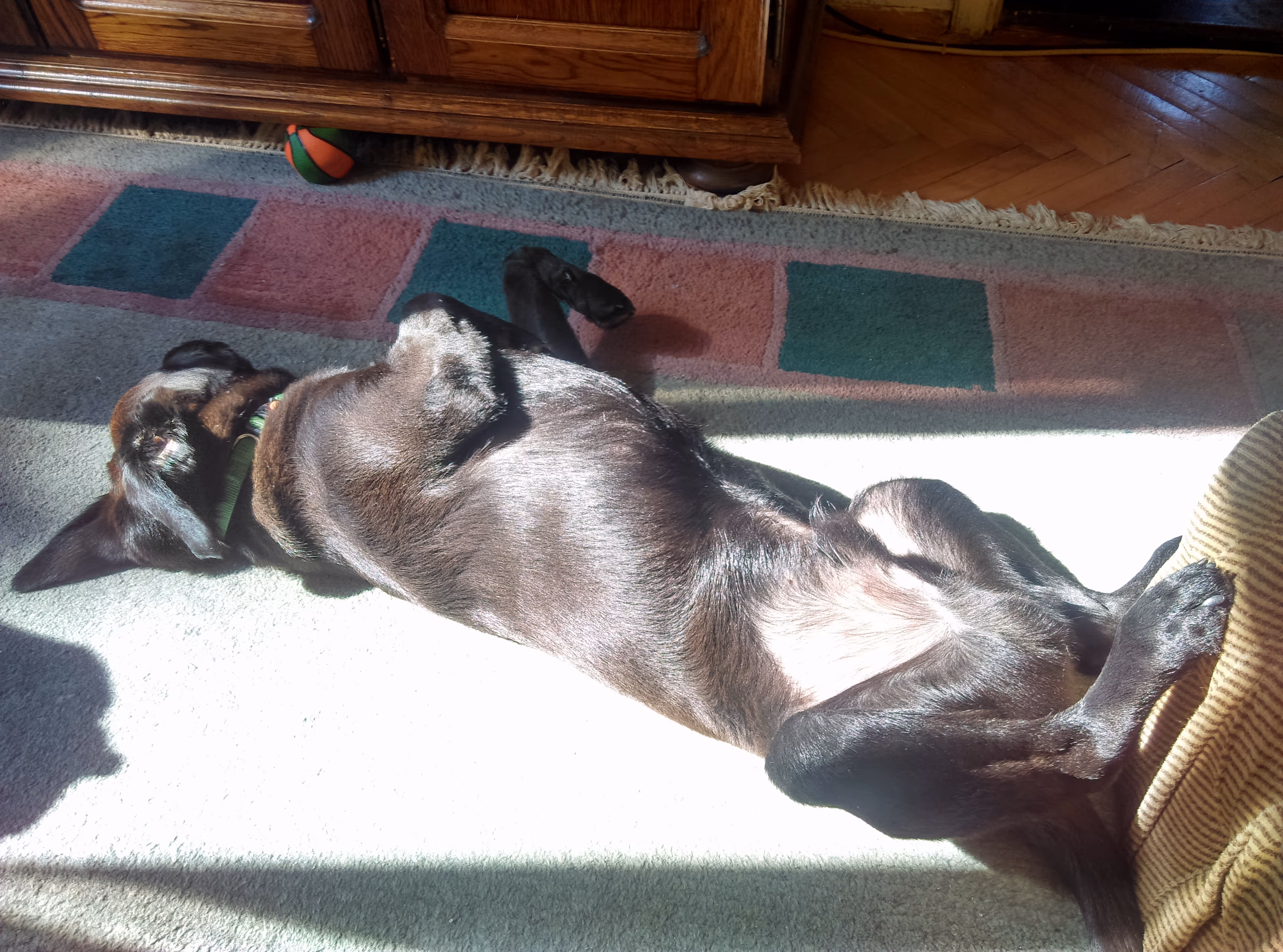 image of a robotic dog assisting a person in a park