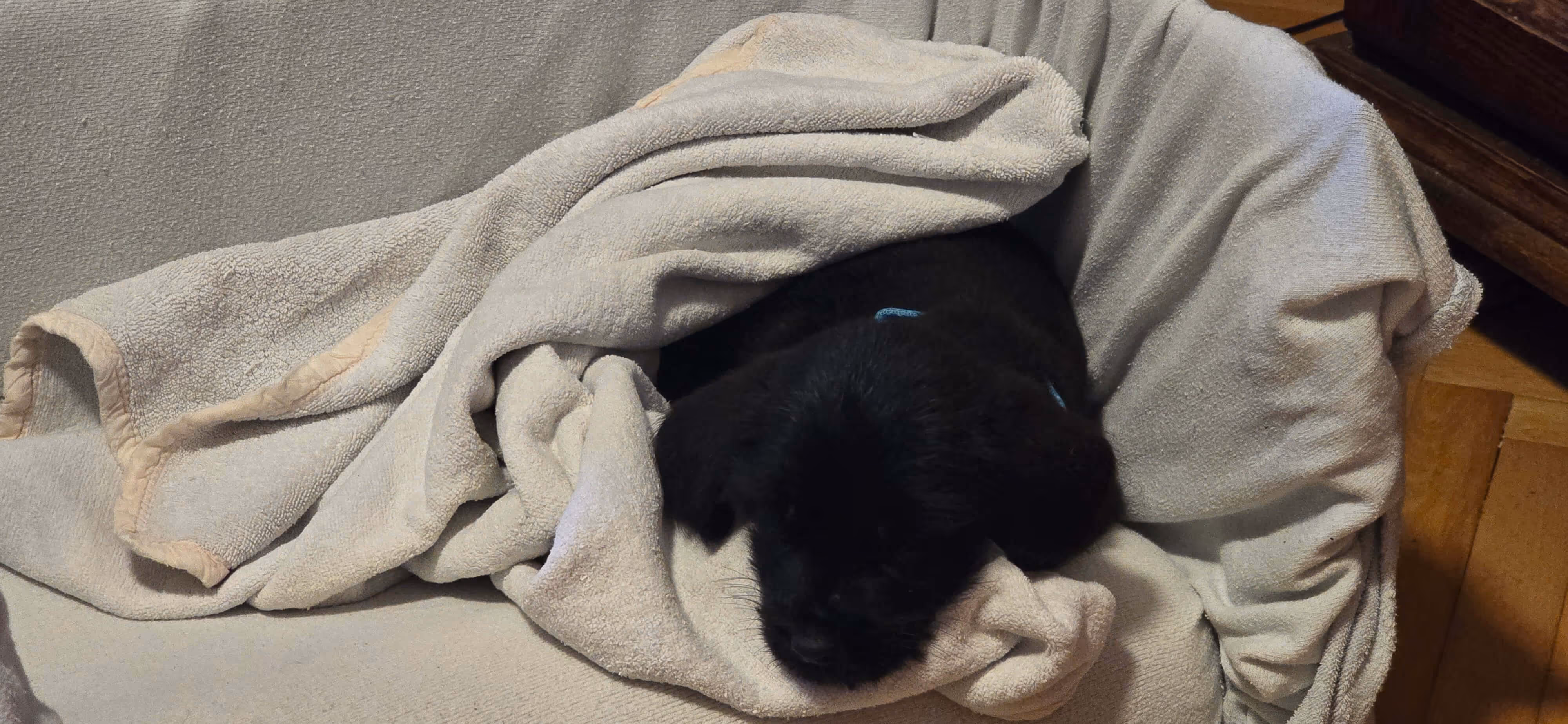 image of a robotic dog assisting a person in a park